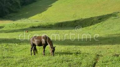 围绕着美丽的、强大的深棕色种马，站在<strong>草地</strong>上，在令人惊叹的<strong>金色</strong>夕阳下放牧